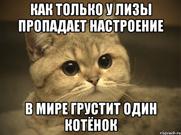 как только у Лизы пропадает настроение в мире грустит один котёнок, Мем Пидрила ебаная котик