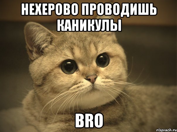 Нехерово проводишь каникулы bro, Мем Пидрила ебаная котик