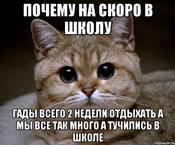 почему на скоро в школу гады всего 2 недели отдыхать а мы все так много а тучились в школе, Мем Пидрила Ебаная