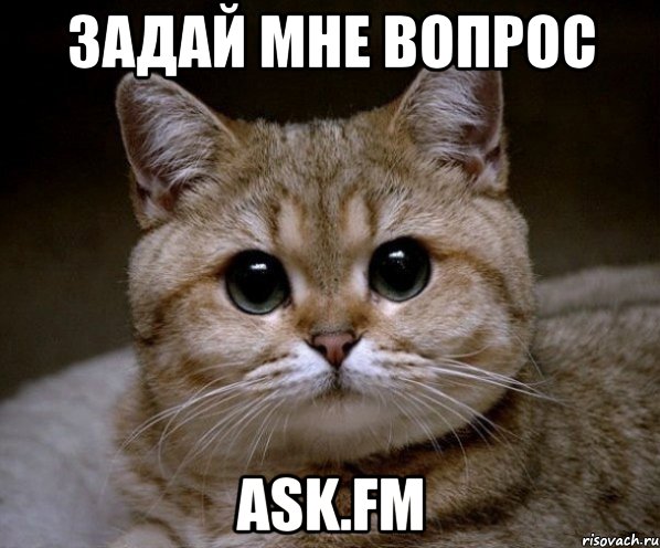 ЗАДАЙ МНЕ ВОПРОС ASK.FM, Мем Пидрила Ебаная