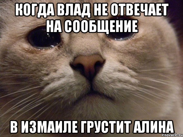 Когда Влад не отвечает на сообщение в измаиле грустит Алина, Мем   В мире грустит один котик