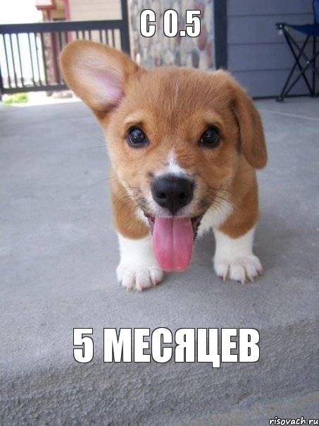 с 0.5 5 месяцев