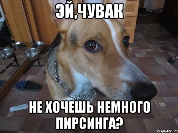 эй,чувак не хочешь немного пирсинга?