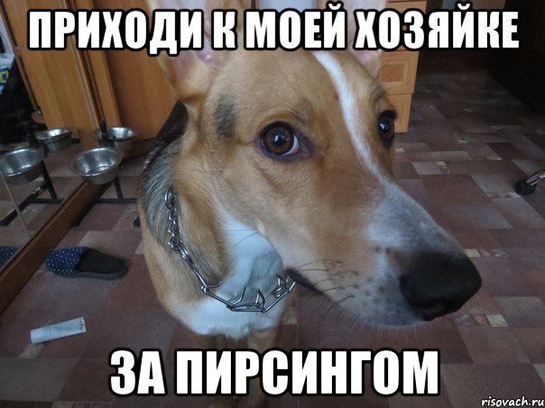 приходи к моей хозяйке за пирсингом
