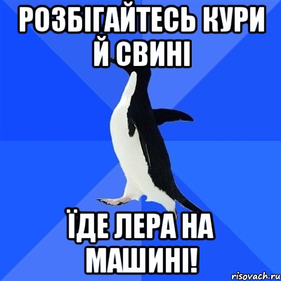 Розбігайтесь кури й свині їде Лера на машині!, Мем  Социально-неуклюжий пингвин