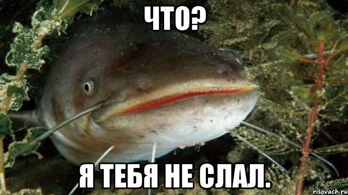 что? я тебя не слал.