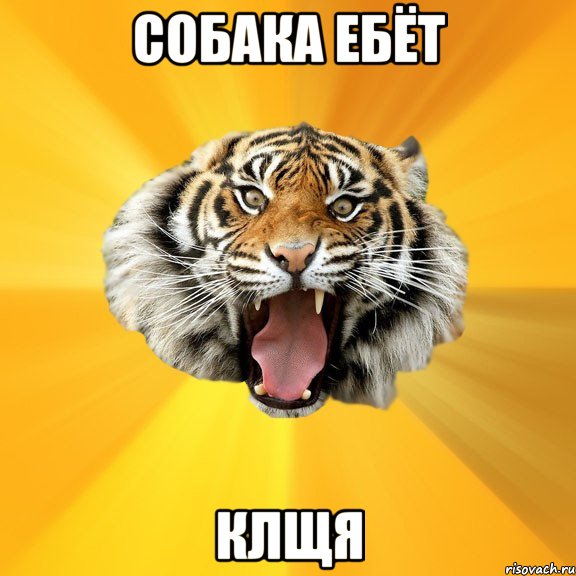 Собака ебёт Клщя