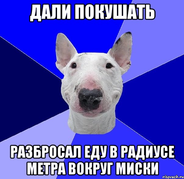 Дали покушать Разбросал еду в радиусе метра вокруг миски, Мем типичный буль