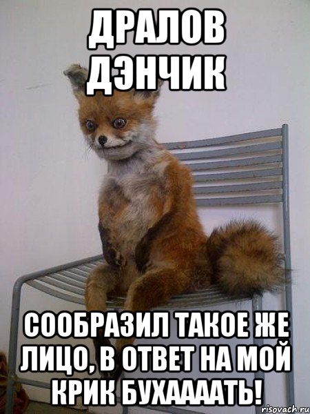 Дралов Дэнчик сообразил такое же лицо, в ответ на мой крик БУХААААТЬ!, Мем Упоротая лиса