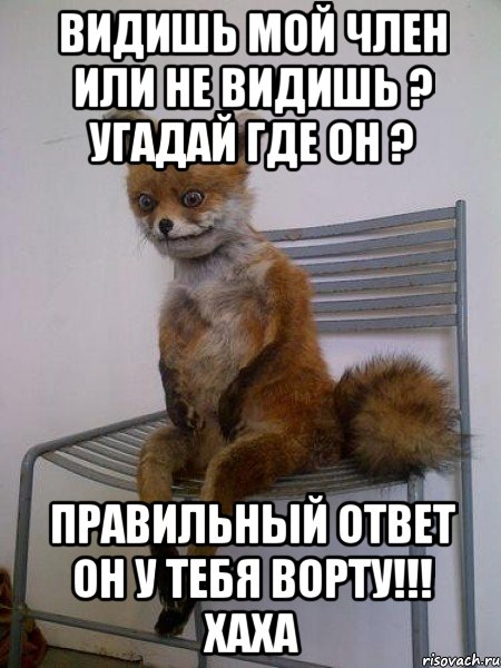 Видишь мой член или не видишь ? Угадай где он ? Правильный ответ он у тебя воРТУ!!! ХАХА, Мем Упоротая лиса