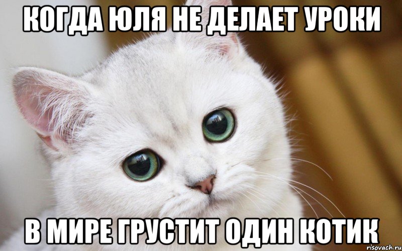когда Юля не делает уроки в мире грустит один котик, Мем  В мире грустит один котик