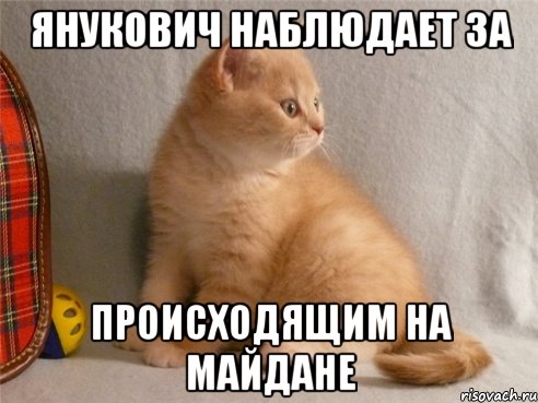 янукович наблюдает за происходящим на майдане