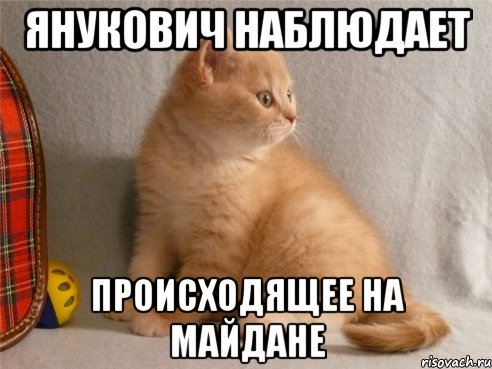 янукович наблюдает происходящее на майдане