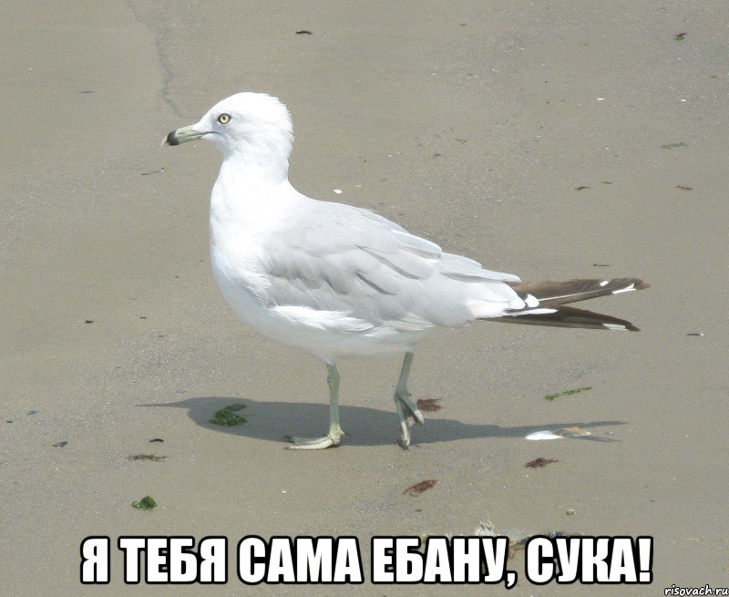  Я тебя сама ебану, сука!