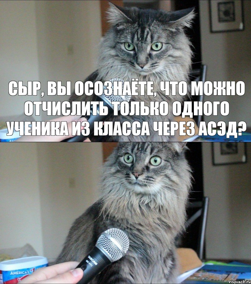 Сыр, вы осознаёте, что можно отчислить только одного ученика из класса через АСЭД? , Комикс  кот с микрофоном