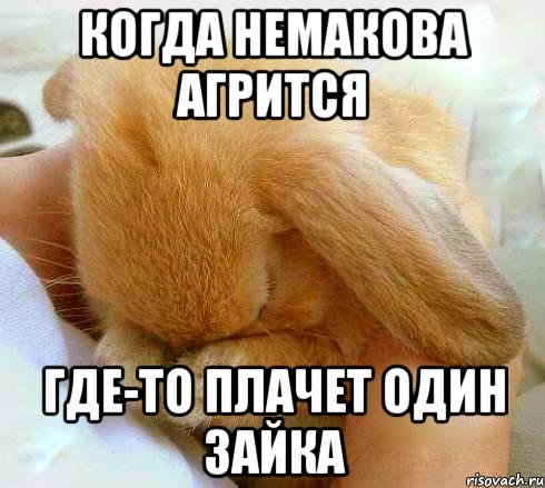 когда немакова агрится где-то плачет один зайка