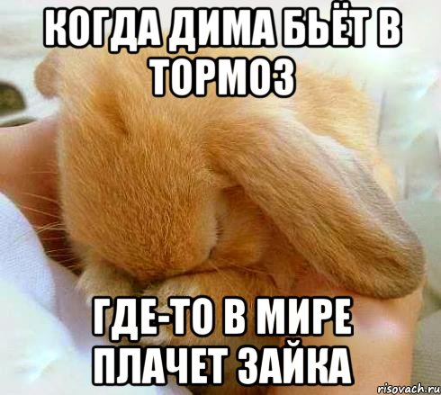 Когда Дима бьёт в тормоз Где-то в мире плачет зайка