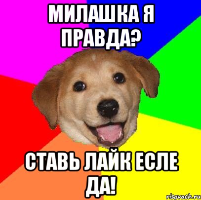 милашка я правда? ставь лайк есле да!, Мем Advice Dog