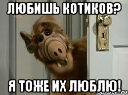 любишь котиков? я тоже их люблю!