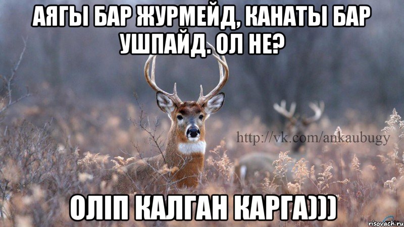 Аягы бар журмейд, канаты бар ушпайд. ОЛ НЕ? ОЛIП КАЛГАН КАРГА)))