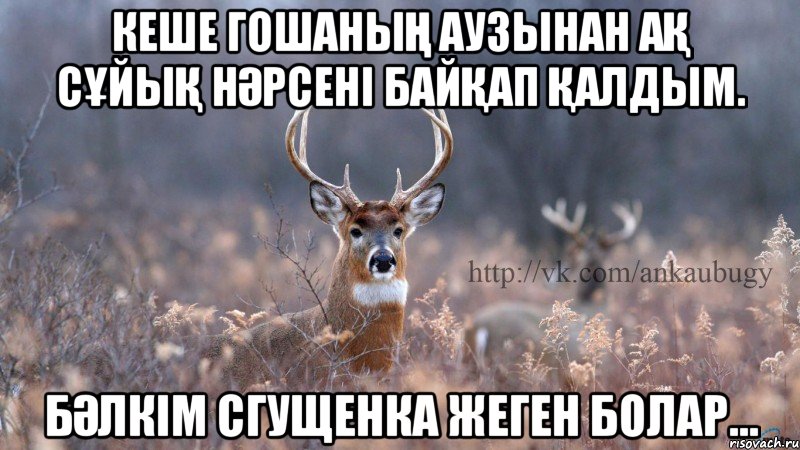 Кеше Гошаның аузынан ақ сұйық нәрсені байқап қалдым. Бәлкім сгущенка жеген болар...