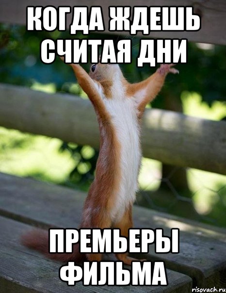Когда ждешь считая дни Премьеры фильма, Мем    белка молится
