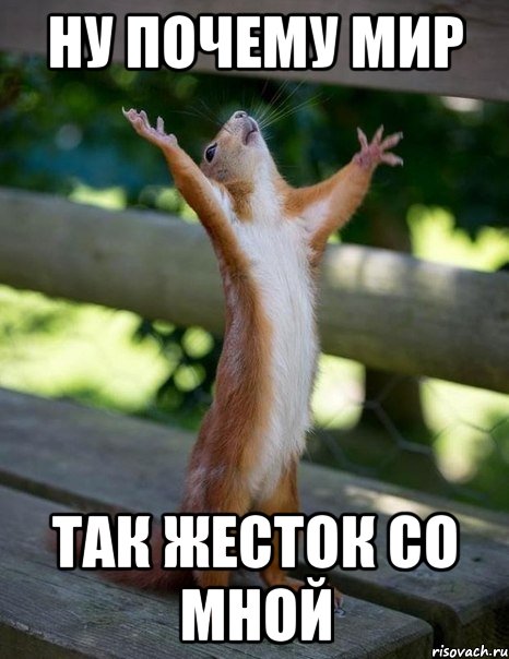 ну почему мир так жесток со мной, Мем    белка молится