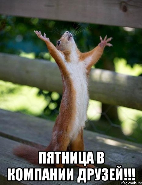  Пятница в компании друзей!!!, Мем    белка молится