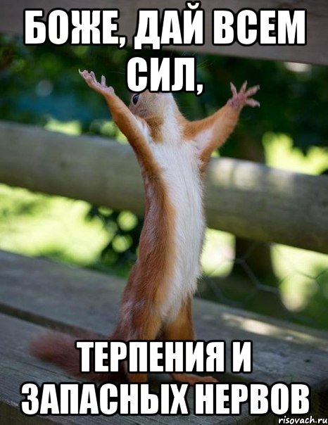 Боже, дай всем сил, терпения и запасных нервов, Мем    белка молится