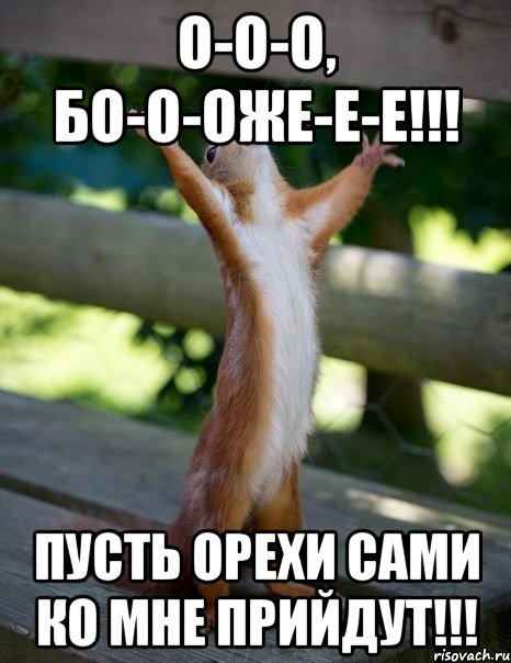 О-о-о, Бо-о-оже-е-е!!! ПУСТЬ ОРЕХИ САМИ КО МНЕ ПРИЙДУТ!!!, Мем    белка молится