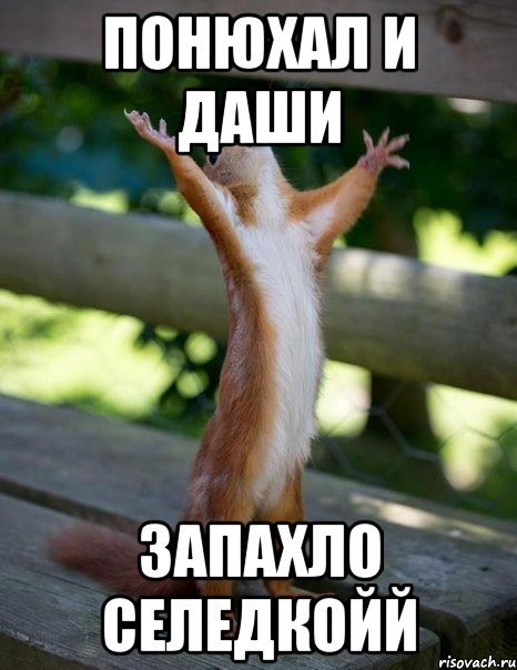 Понюхал и даши Запахло селедкойй, Мем    белка молится