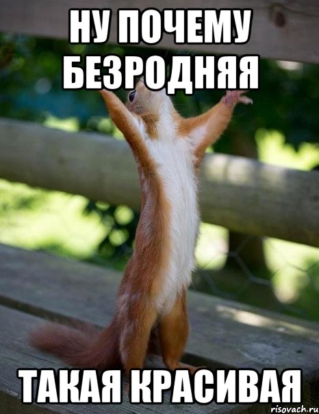 ну почему безродняя такая красивая, Мем    белка молится