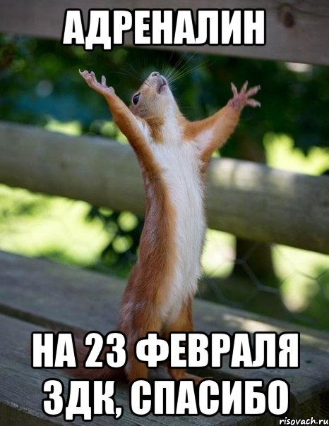 АДРЕНАЛИН на 23 февраля 3ДК, СПАСИБО, Мем    белка молится