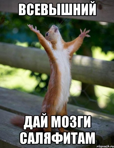 Всевышний дай мозги саляфитам, Мем    белка молится