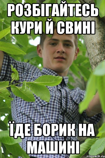 Розбігайтесь кури й свині їде Борик на машині