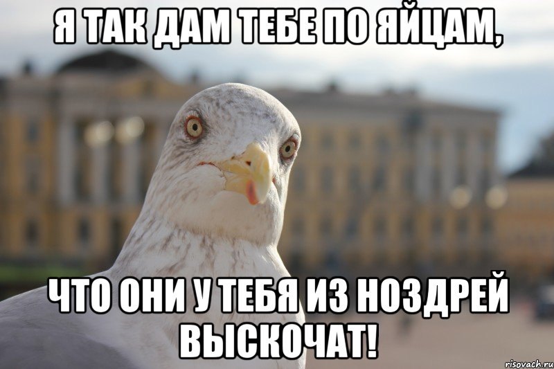 Я так дам тебе по яйцам, что они у тебя из ноздрей выскочат!, Мем chayka