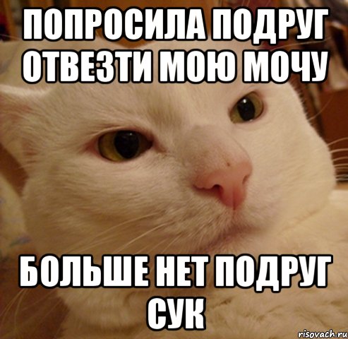 Попросила подруг отвезти мою мочу Больше нет подруг сук, Мем Дерзкий котэ