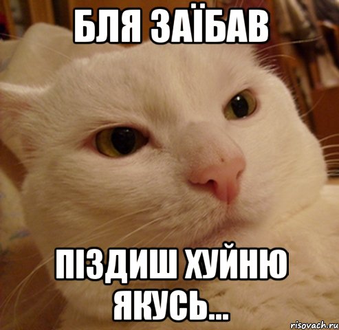 бля заїбав піздиш хуйню якусь..., Мем Дерзкий котэ