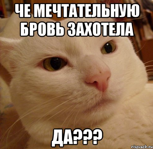 че мечтательную бровь захотела да???, Мем Дерзкий котэ