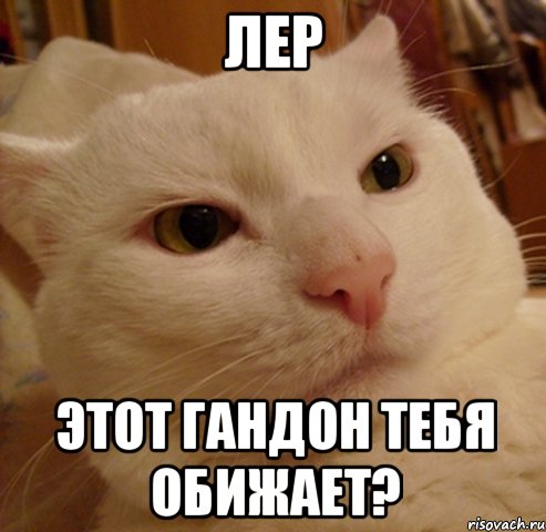 Лер Этот гандон тебя обижает?, Мем Дерзкий котэ