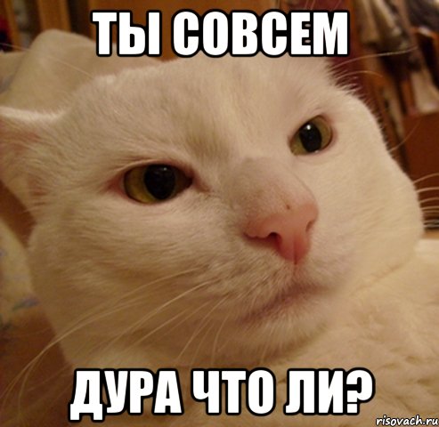 ты совсем дура что ли?, Мем Дерзкий котэ