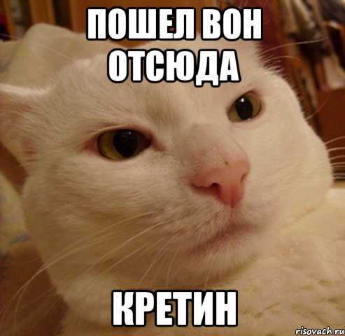 пошел вон отсюда кретин, Мем Дерзкий котэ