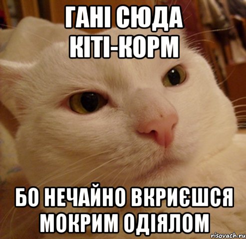 гані сюда кіті-корм бо нечайно вкриєшся мокрим одіялом, Мем Дерзкий котэ