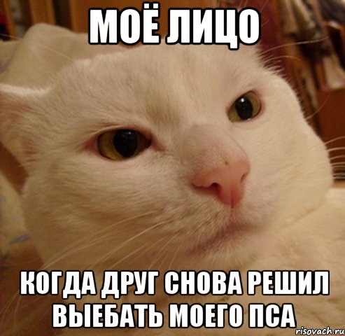 МОЁ ЛИЦО КОГДА ДРУГ СНОВА РЕШИЛ ВЫЕБАТЬ МОЕГО ПСА, Мем Дерзкий котэ