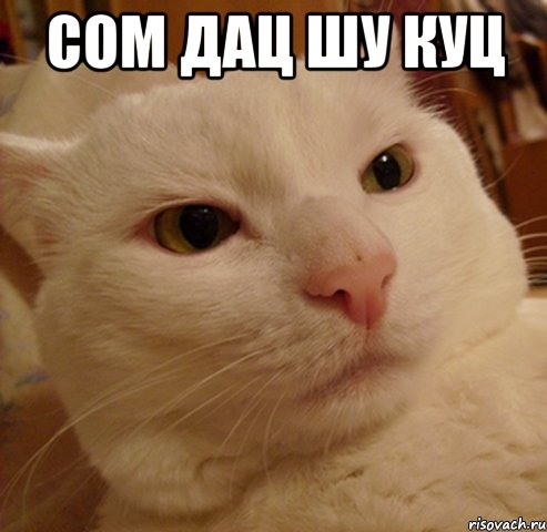 сом дац шу куц , Мем Дерзкий котэ
