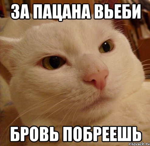 За пацана вьеби Бровь побреешь, Мем Дерзкий котэ