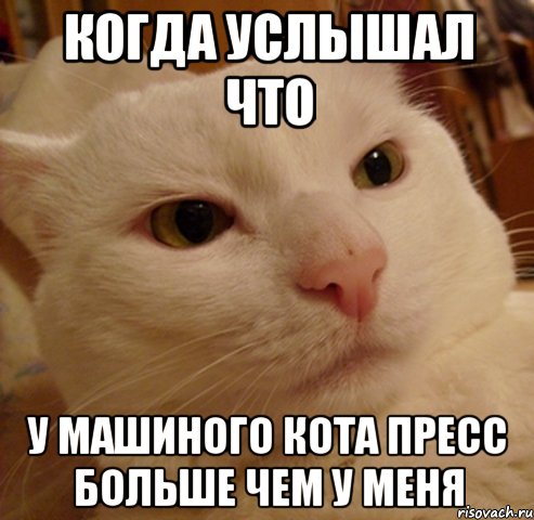 Когда услышал что у Машиного кота пресс больше чем у меня, Мем Дерзкий котэ