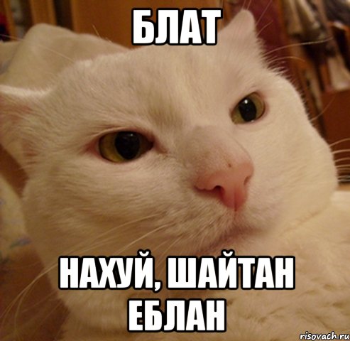блат нахуй, шайтан еблан, Мем Дерзкий котэ