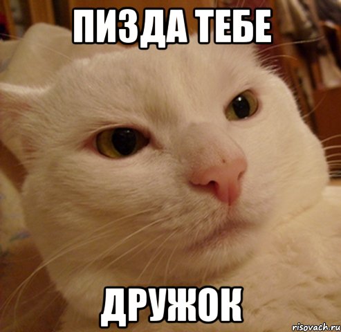 пизда тебе дружок, Мем Дерзкий котэ