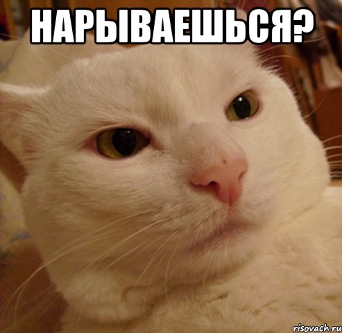 Нарываешься? , Мем Дерзкий котэ